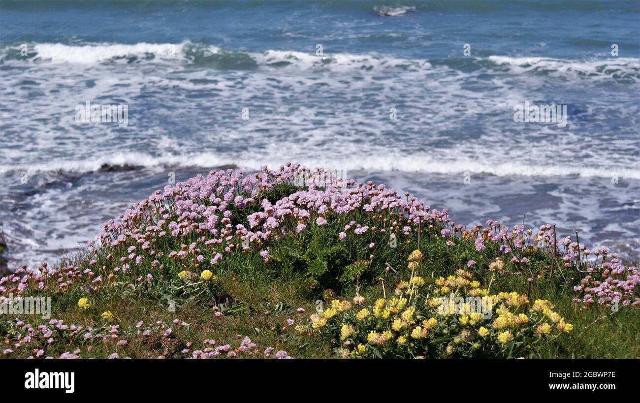 WILDE BLUMEN AUF EINER KLIPPE MIT BLICK AUF DAS MEER UND DIE WELLEN Stockfoto