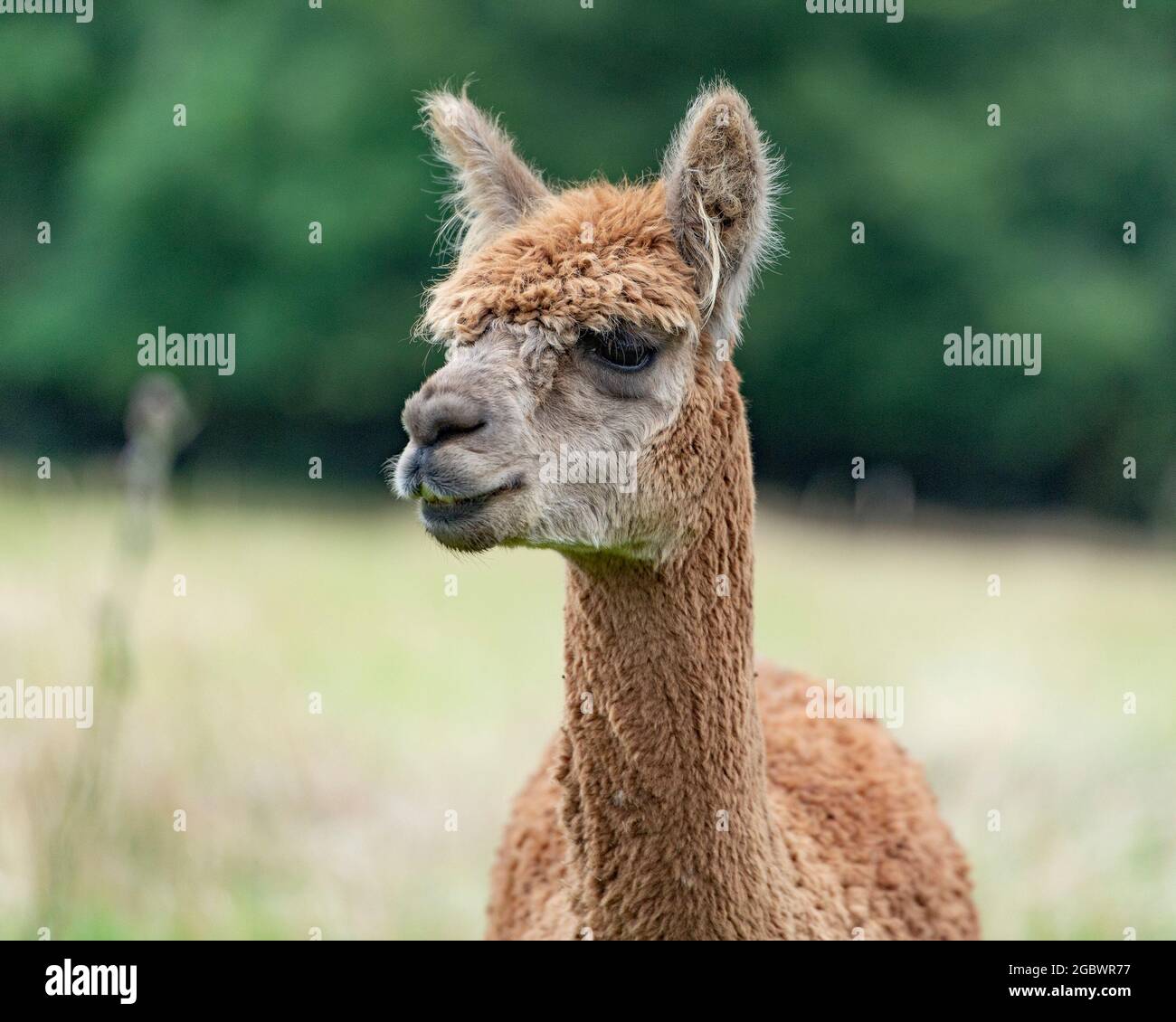 Alpaka Stockfoto