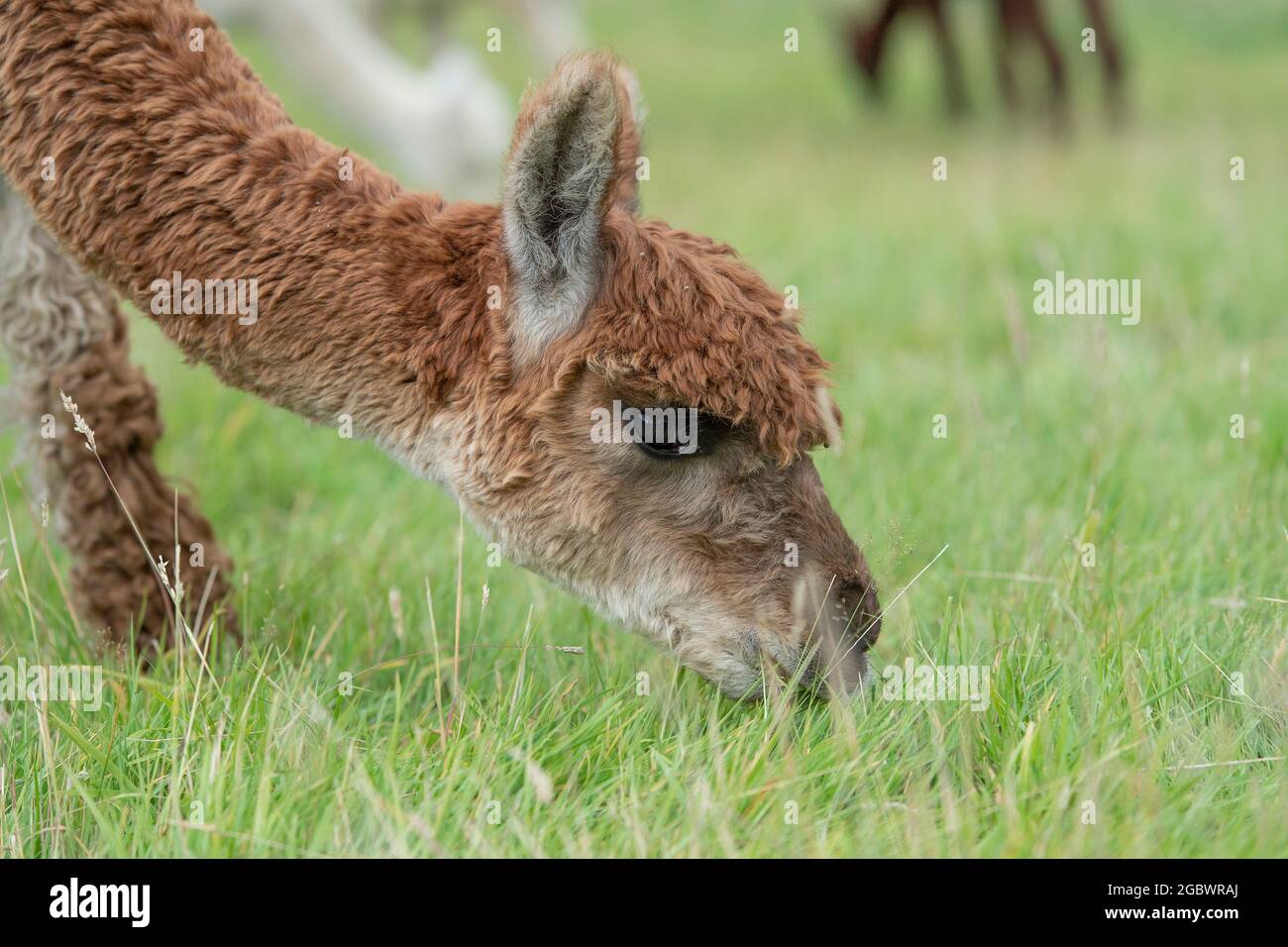 Alpaca eating grass Fotos und Bildmaterial in hoher Auflösung Alamy