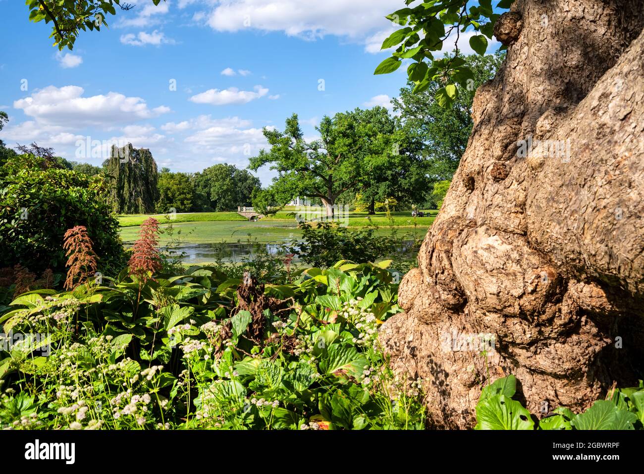 Park Karlsaue mit schönem alten Baumstamm und Blumen im Vordergrund und Blick auf die Schwaneninsel, Kassel, Deutschland Stockfoto
