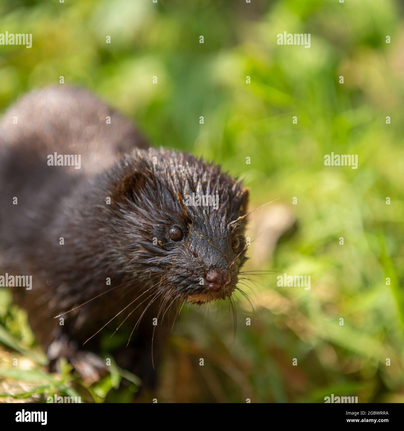 Neovison Vison, amerikanischer Nerz Stockfoto