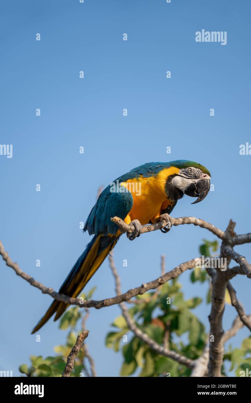 Der blau-gelbe Ara, auch bekannt als der blau-goldene Ara Papagei Stockfoto