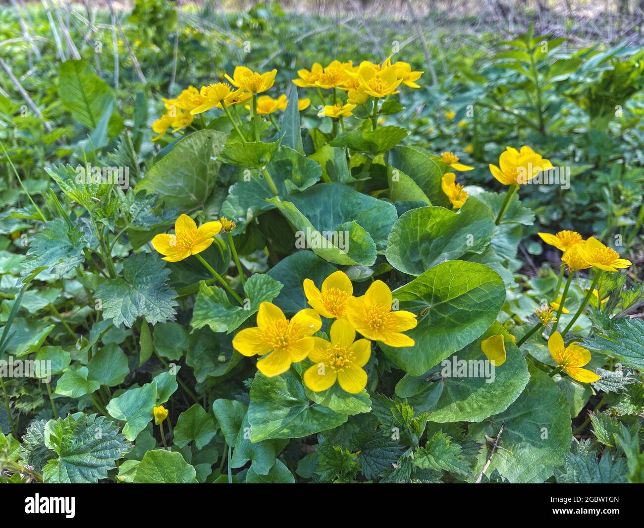 Frühlingshintergrund mit gelbem blühendem Caltha palustris, bekannt als Sumpf-Ringelblume und Königspatze. Blühende goldfarbene Pflanzen im frühen Frühjahr mit Brennnessel Stockfoto