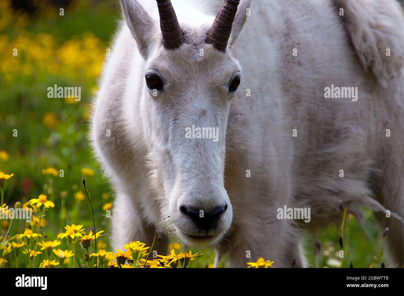 Mountain Goat billie in der Nähe, Logan Pass, Glacier National Park, Montana Stockfoto