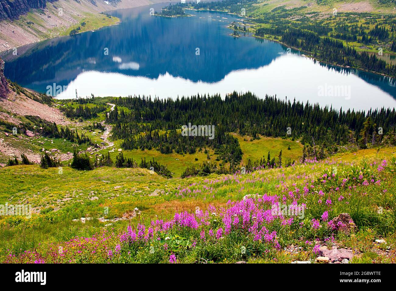 Mit Wildblumen bedeckter Hang, der hinunter zum Hidden Lake, Logan Pass, Glacier National Park, Montana führt Stockfoto