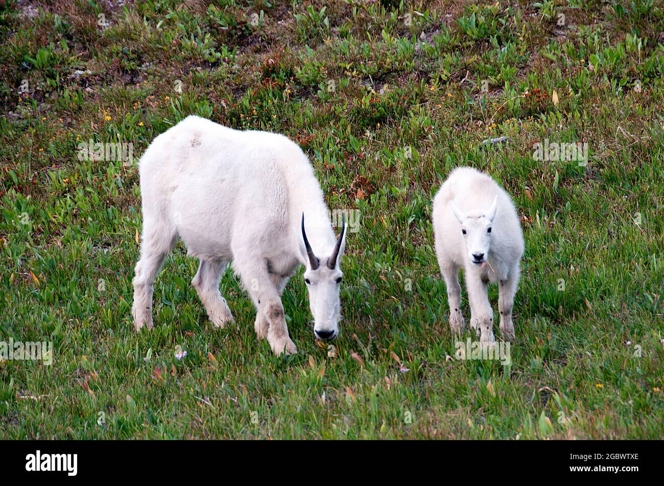 Bergziegen, Kindermädchen und Kind, Logan Pass, Glacier National Park, Montana Stockfoto