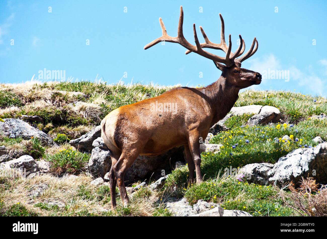 Bullenelch auf 12,000 Fuß, Rocky Mountain National Park, Colorado Stockfoto