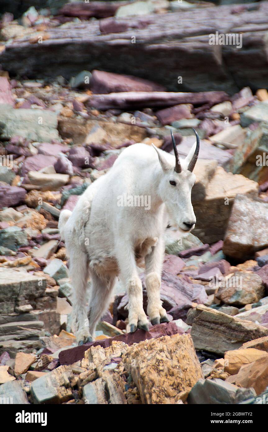 Mountain Goat billie, Logan Pass, Glacier National Park, Montana Stockfoto