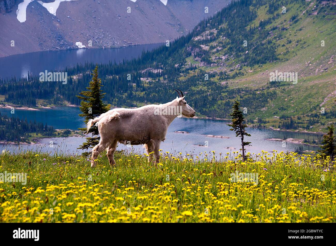 Mountain Goat billie, Hidden Lake below, Logan Pass, Glacier National Park, Montana Stockfoto