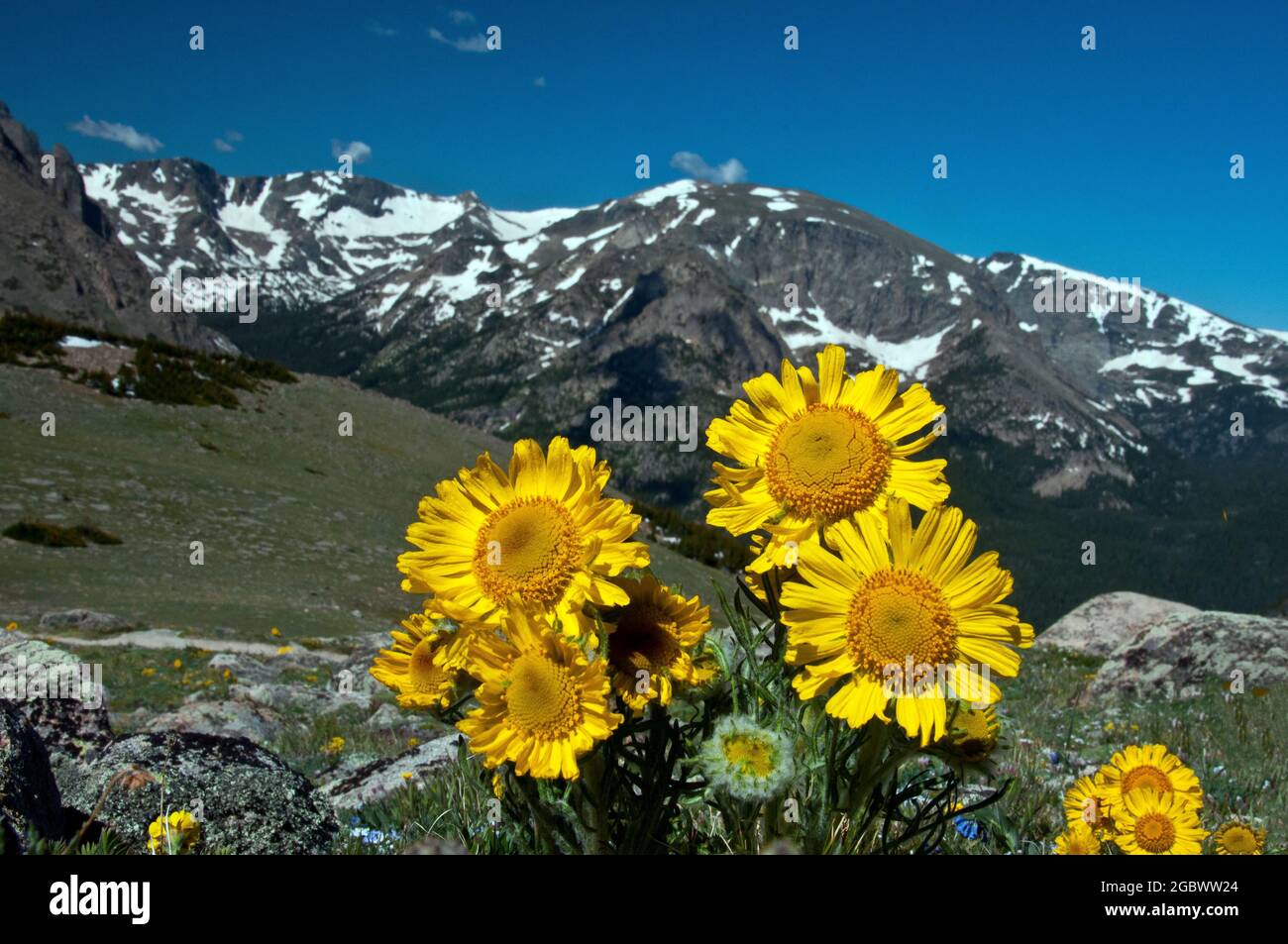 Balsamroot Wildblumen auf 12,000 Fuß, Rocky Mountain National Park, Colorado Stockfoto