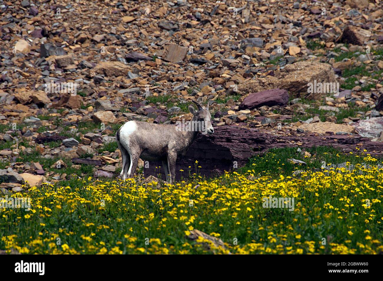 Dickhornschafe und Wildblumen, Hidden Lake Hike, Logan Pass, Glacier National Park, Montana Stockfoto