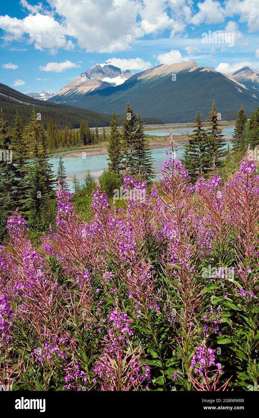 Wildblumenfeld am Sherburne Lake, Many Glacier, Glacier National Park, Montana Stockfoto