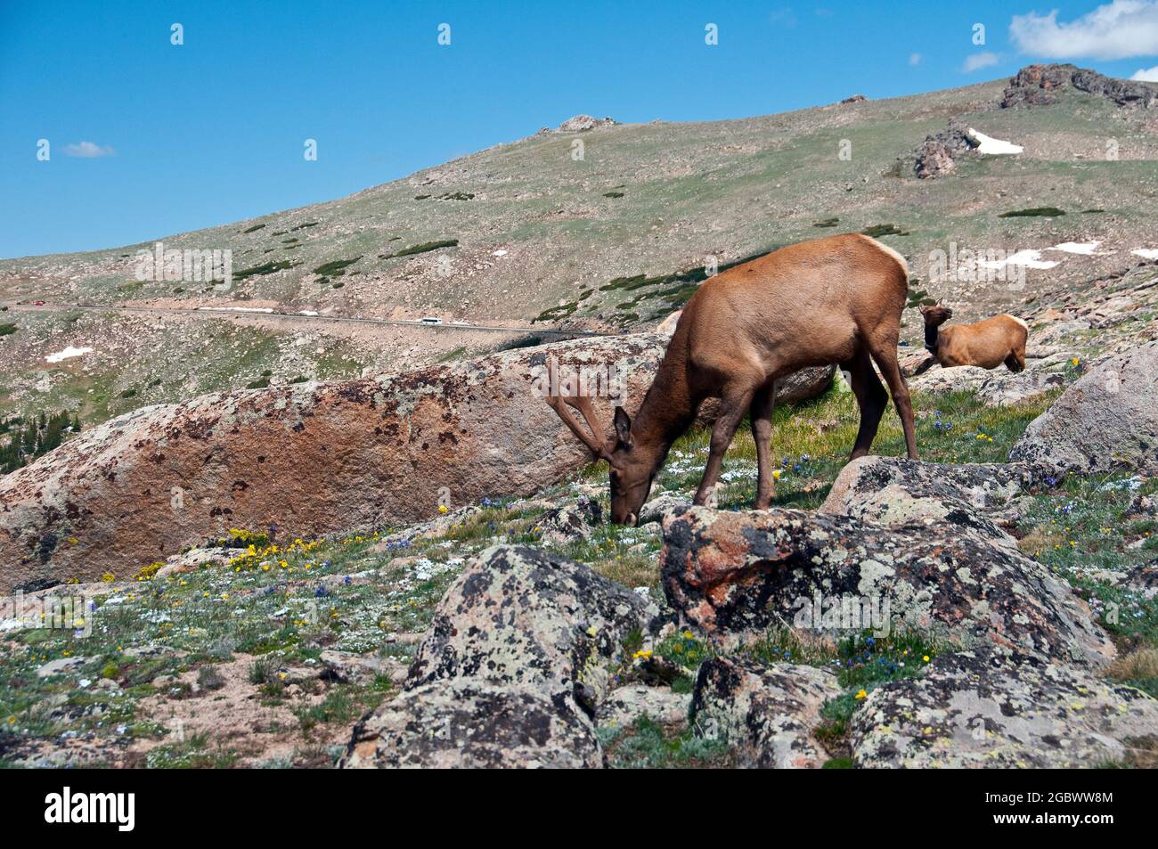 Young Bull Elch, Rocky Mountain National Park, Colorado Stockfoto