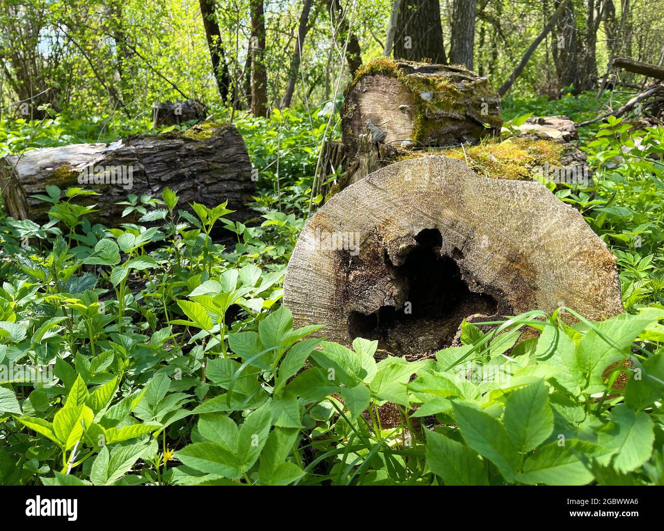 Gefällte Baumstämme liegen auf dem Boden in einem Frühlingswald inmitten von Grün und Unkraut. Wildlife Landschaft, Ernte Brennholz im frühen Frühjahr. Stockfoto