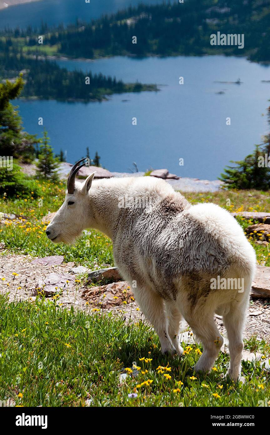 Mountain Goat billie, Logan Pass, Hidden Lake below, Glacier National Park, Montana Stockfoto