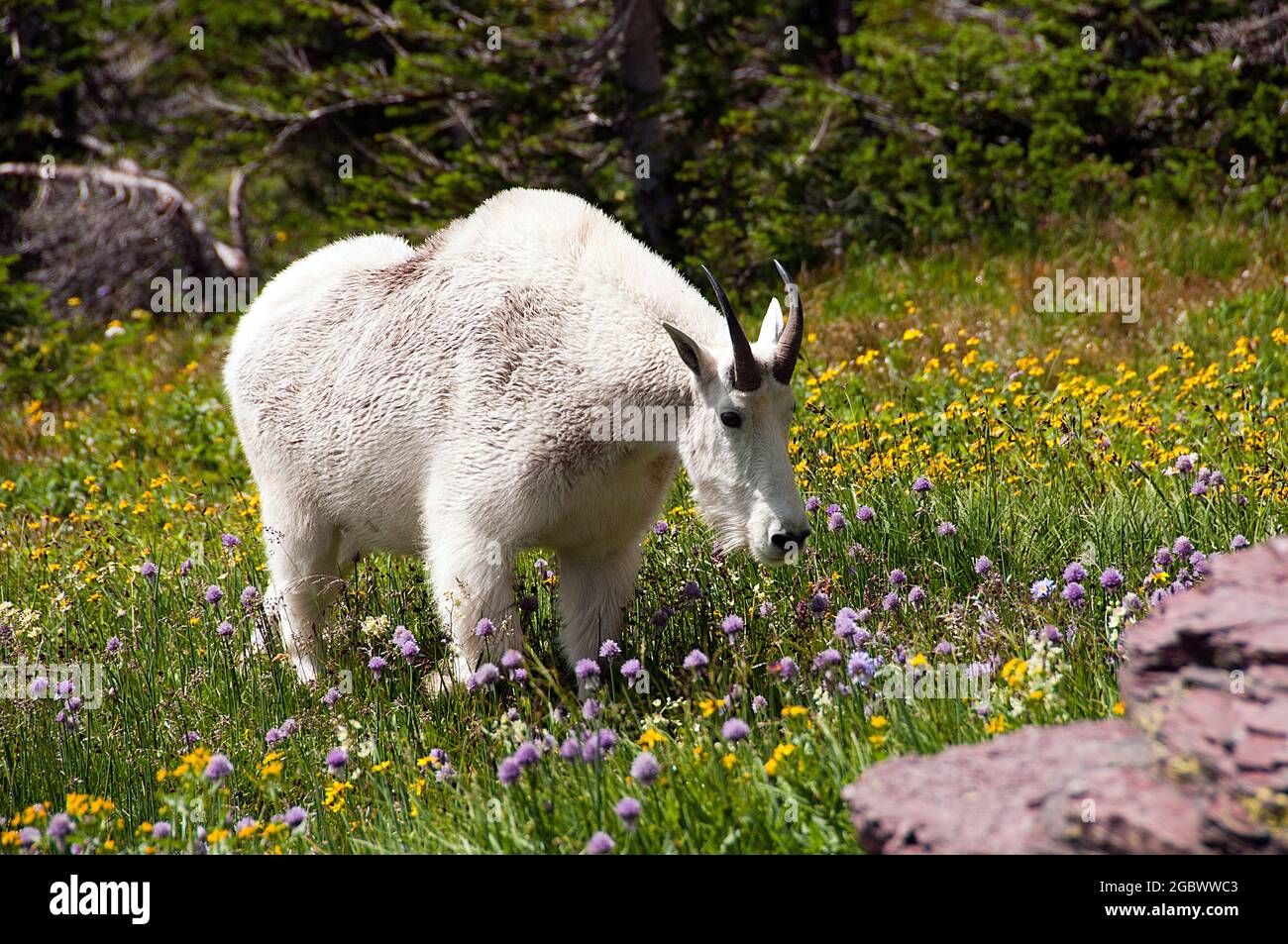 Mountain Goat billie, Logan Pass, Glacier National Park, Montana Stockfoto