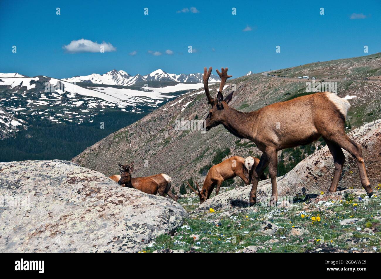 Young Bull Elch, Rocky Mountain National Park, Colorado Stockfoto