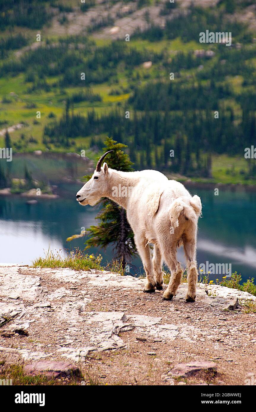 Mountain Goat billie, Hidden Lake below, Logan Pass, Glacier National Park, Montana Stockfoto
