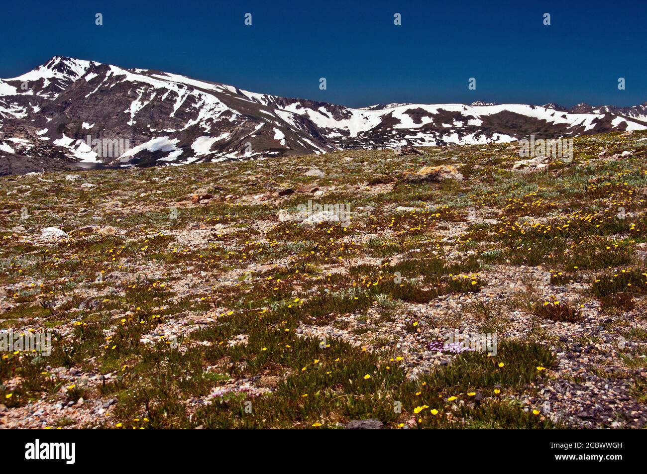 Wildblumen auf 12,000 Fuß, Rocky Mountain National Park, Colorado Stockfoto