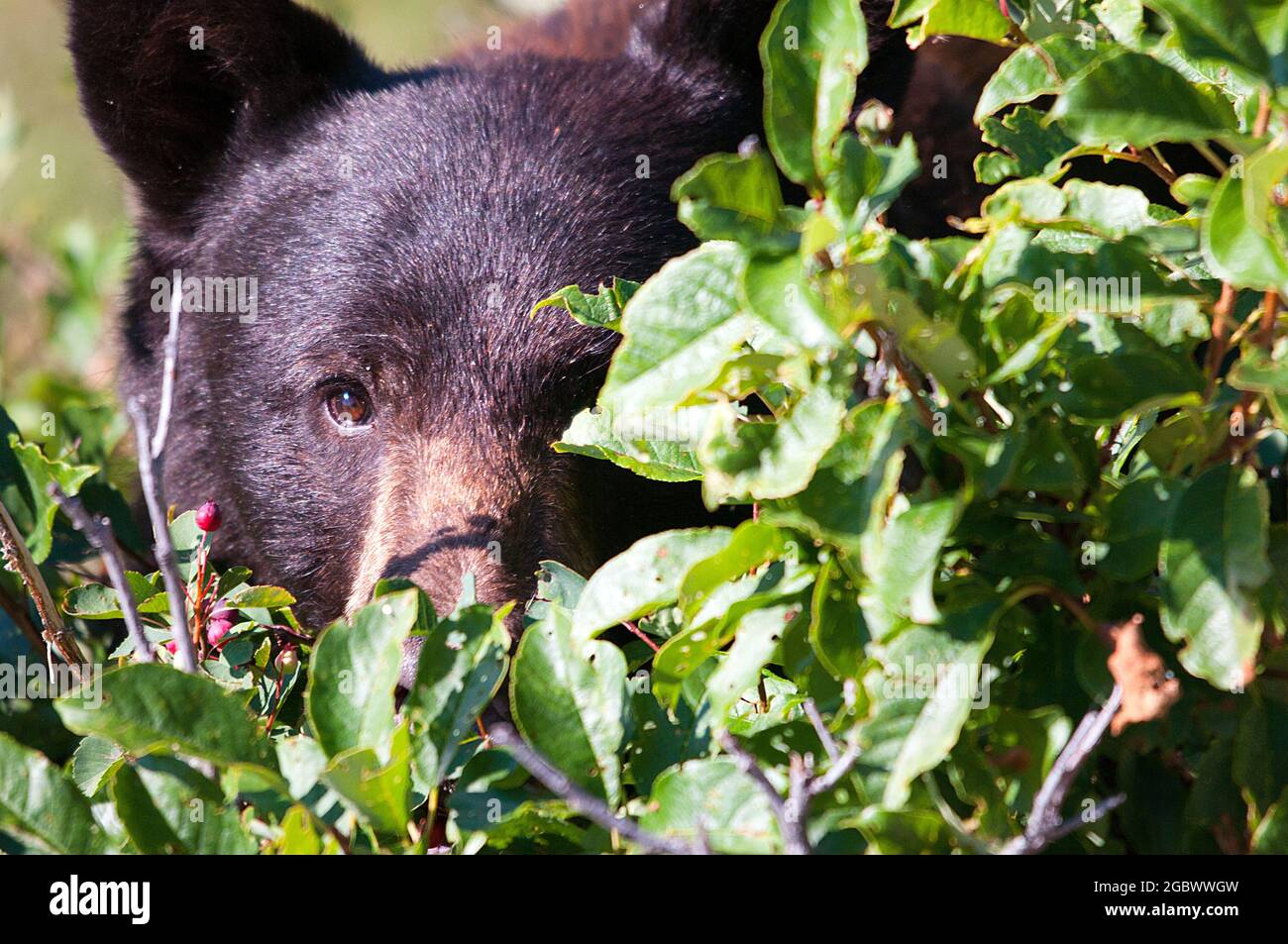 Schwarzbär, der vom Laub spähend auf Wanderer wartet, wartet, viele Glacier, Glacier National Park Stockfoto