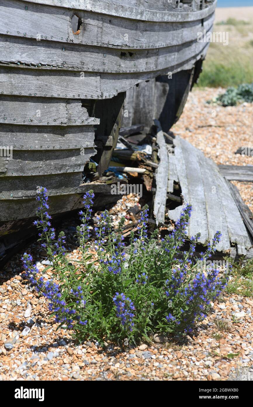 Alte, vernachlässigte Boote am Dungeness Beach Stockfoto