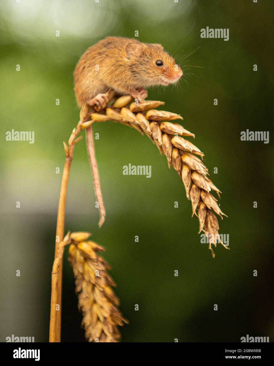 Ernte Maus, Micromys minutus sitzt auf Ähren von Weizen Stockfoto