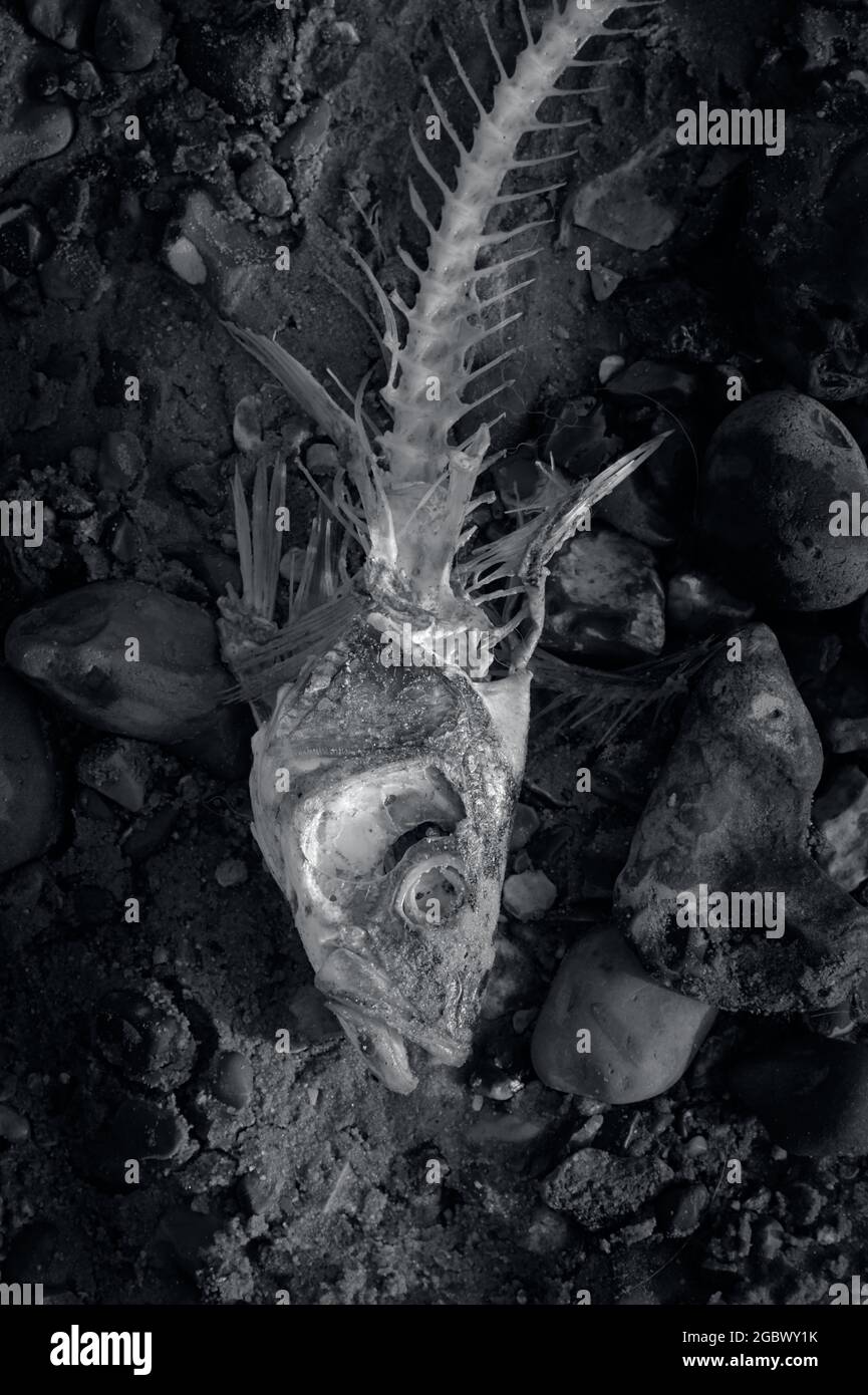 Schwarz-Weiß-Monochrom eines Fisch-Skeletts auf EINEM Sandy Beach England Großbritannien Stockfoto