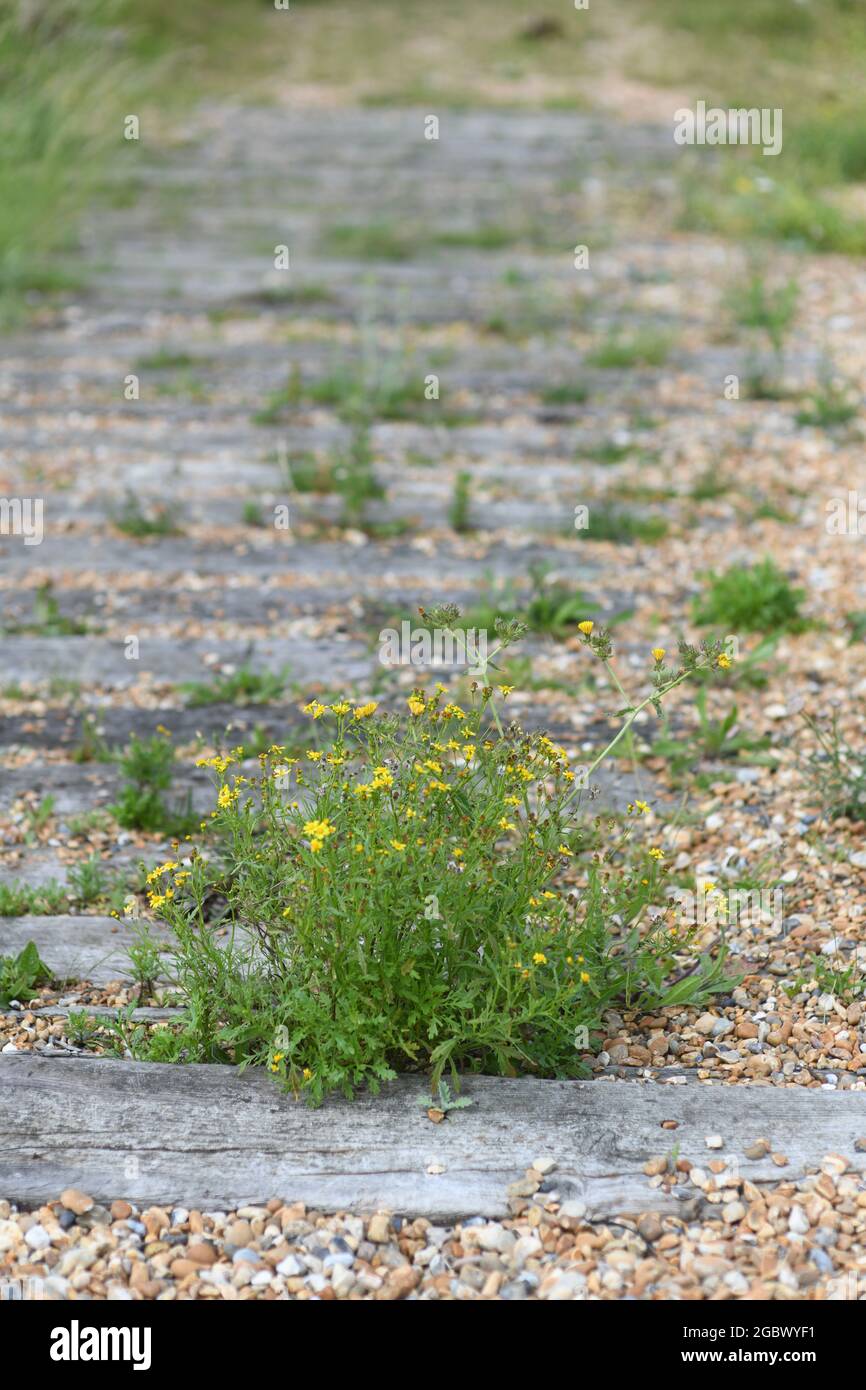 Bahnschwellen-Pfad am Strand Stockfoto