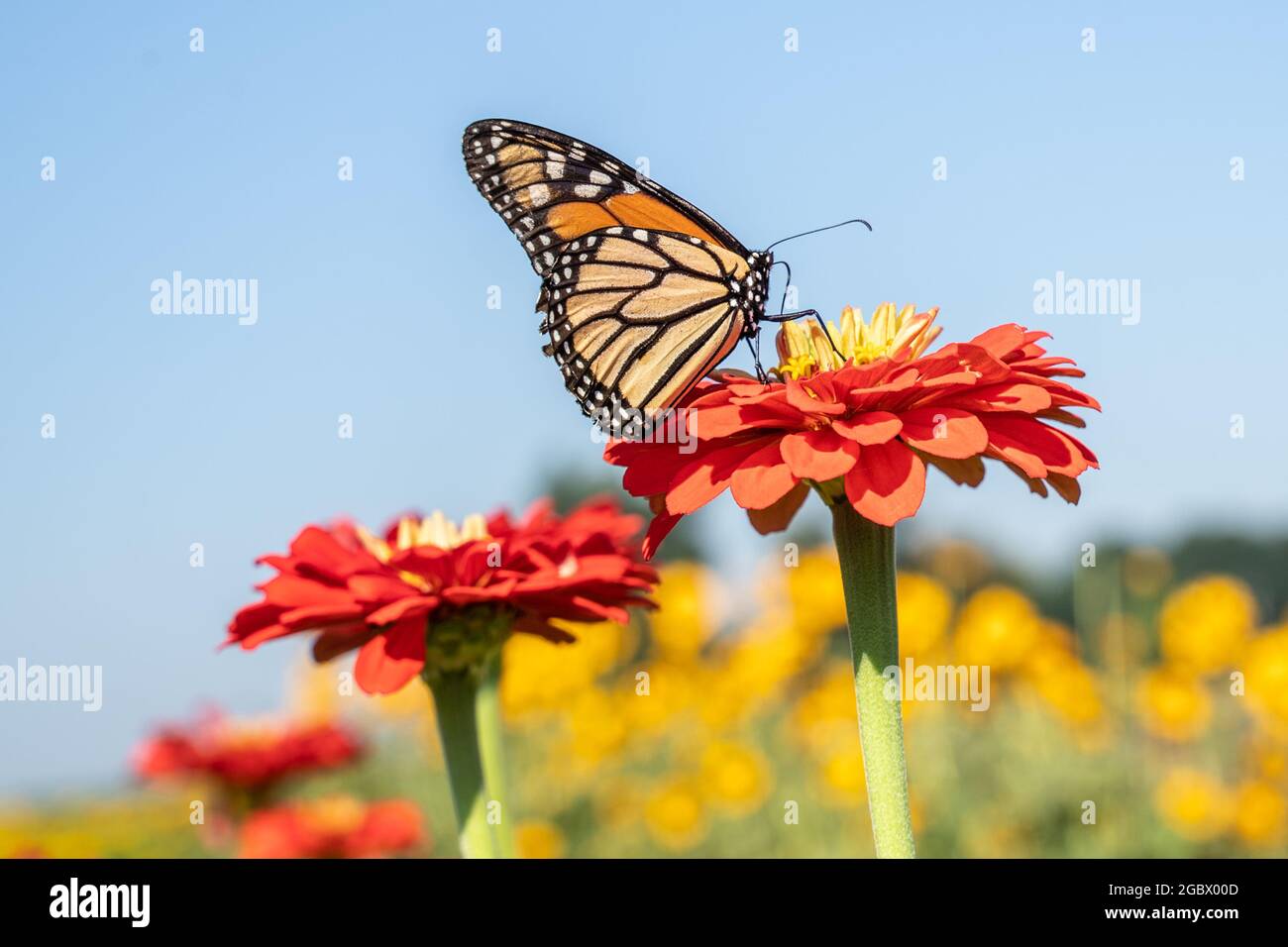 Monarch Butterfly, Danaus plexippus, auf leuchtend orangefarbenem Zinnien im Sommergarten. Stockfoto