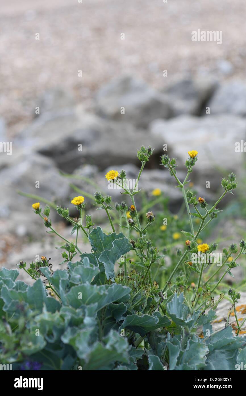 Wildblumen am Kiesstrand Stockfoto