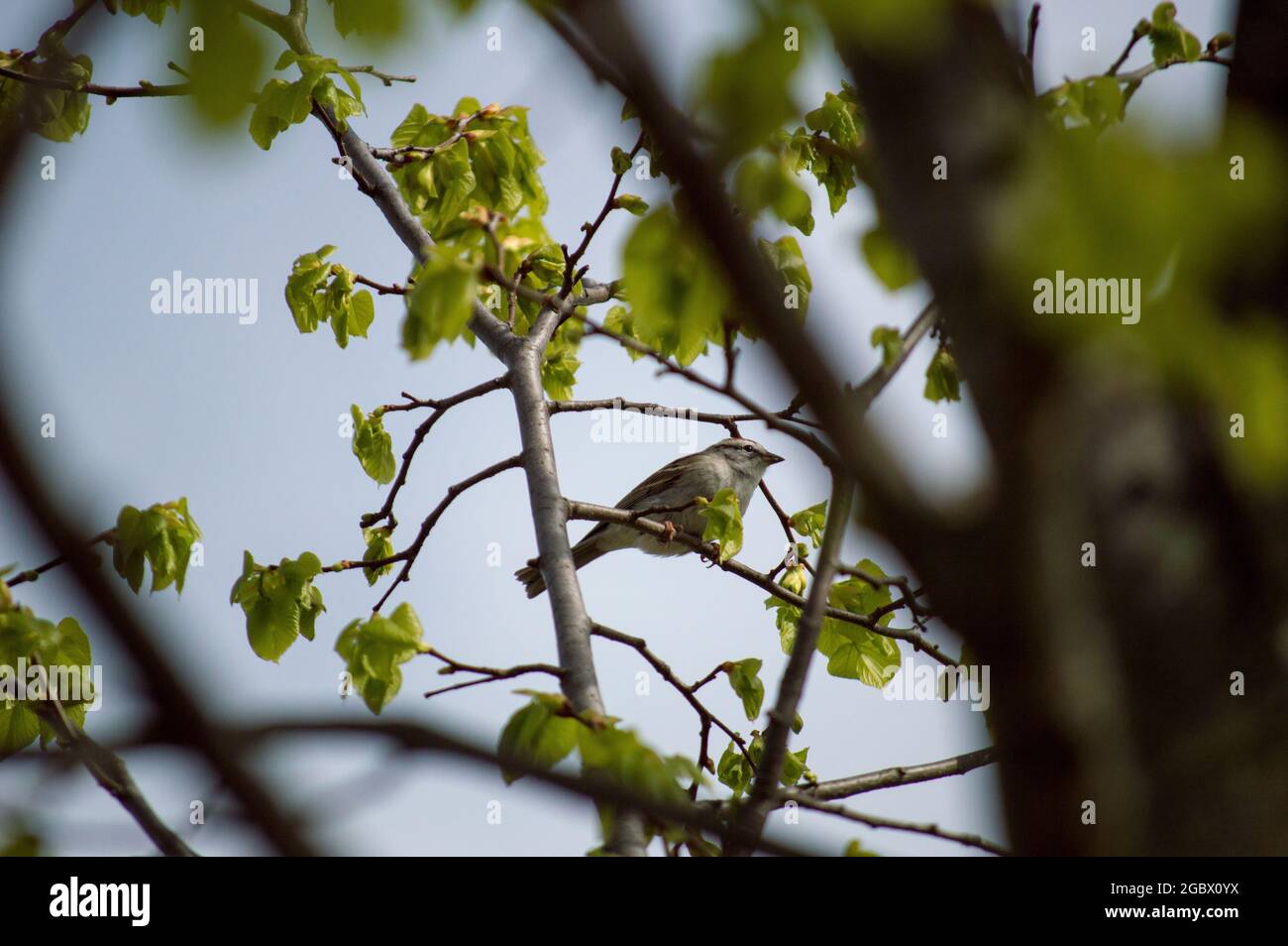 Vögel in der Außenwelt - auf Gras oder auf Bäumen Stockfoto