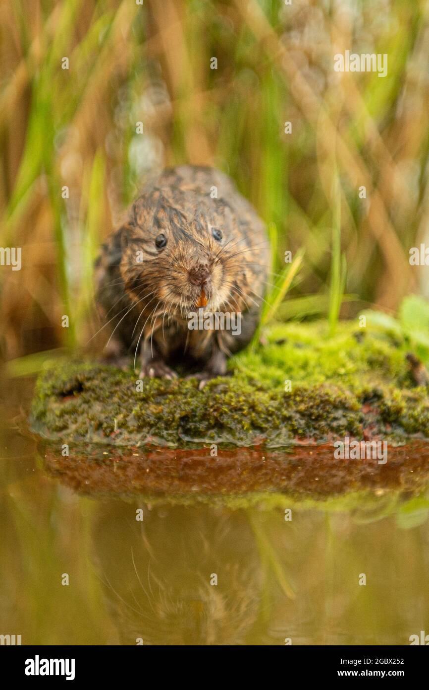 Europäische Wasser-Wühlmaus Stockfoto