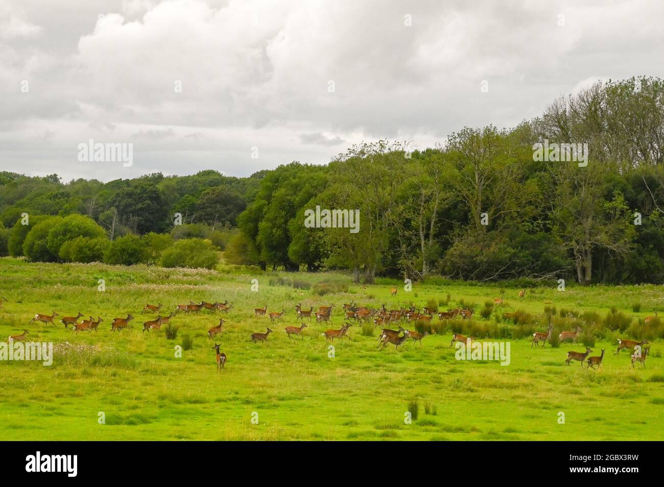 Damhirsch-Herde, die durch eine Wiese im New Forest läuft Stockfoto
