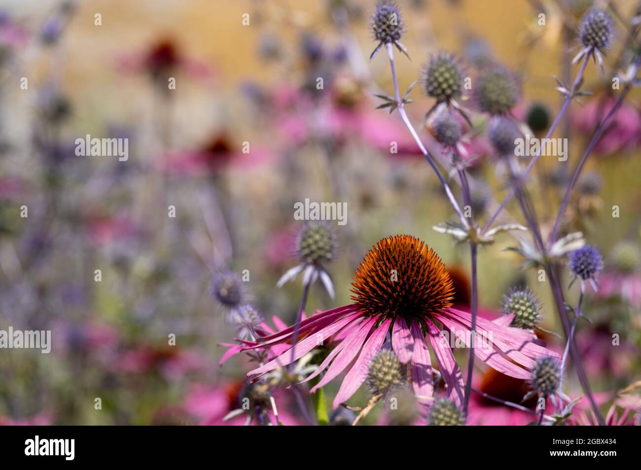 Atemberaubende rosa Echinacea-Blüten, auch bekannt als Kegelblumen oder Rudbeckia, und Ruthenische Kugeldisteln. Fotografiert am RHS Wisley, Surrey UK Stockfoto