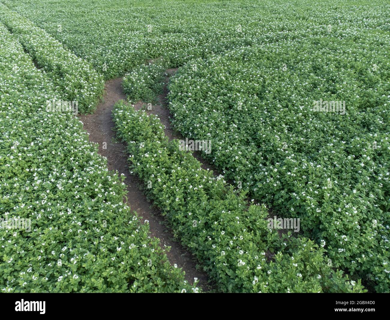 Kartoffelfeld aus der Luft, Drohnenschuss, Nordrhein-Westfalen, Niederrhein, Deutschland Stockfoto