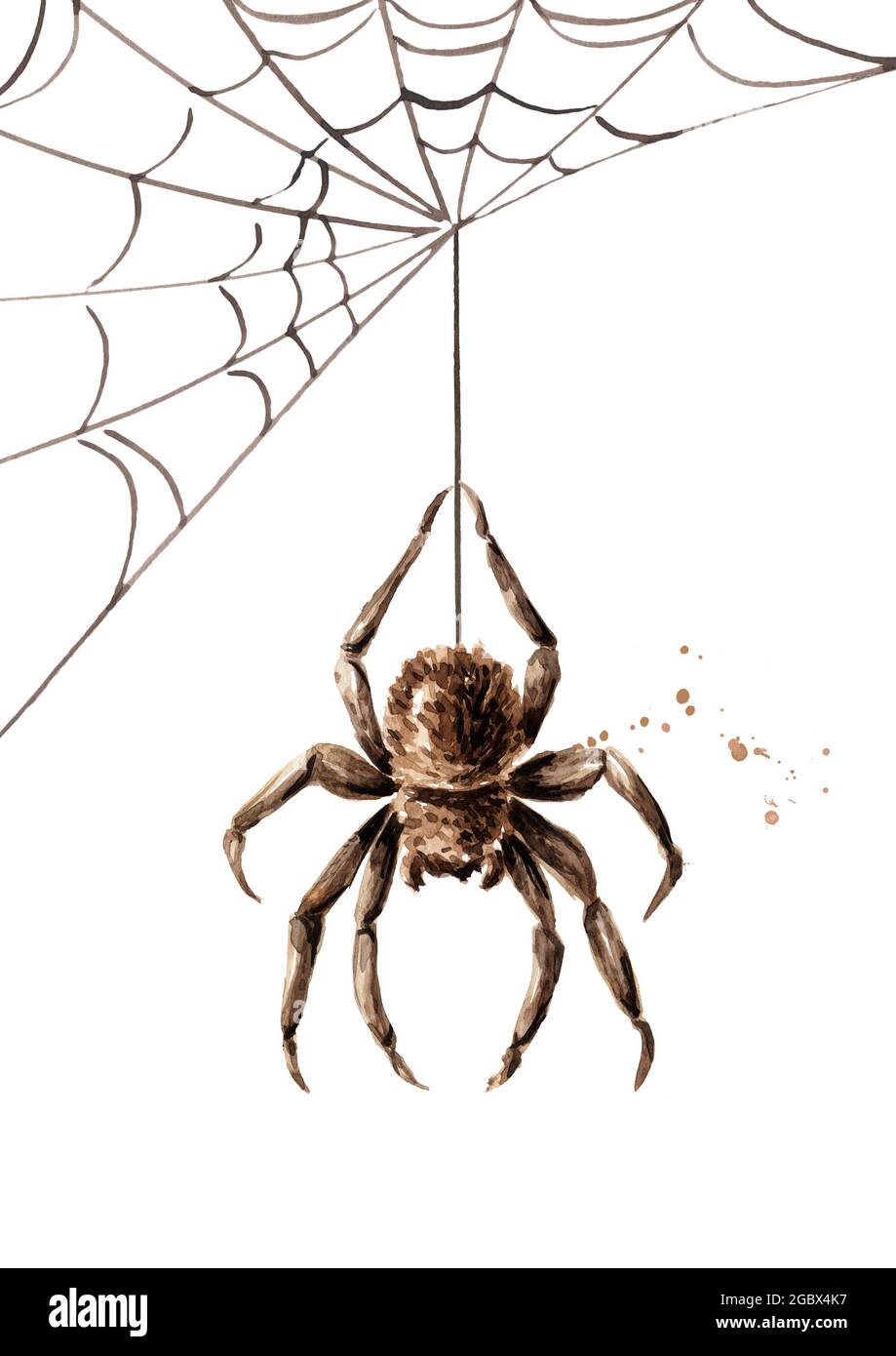 Spinne, die auf einem Netz hängt. Handgezeichnete Aquarellillustration,  isoliert auf weißem Hintergrund Stockfotografie - Alamy