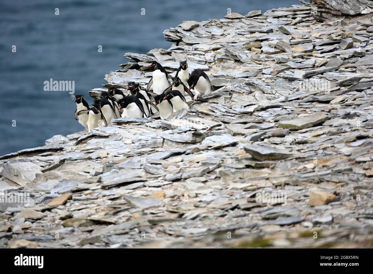 Rockhopper penguin Stockfoto