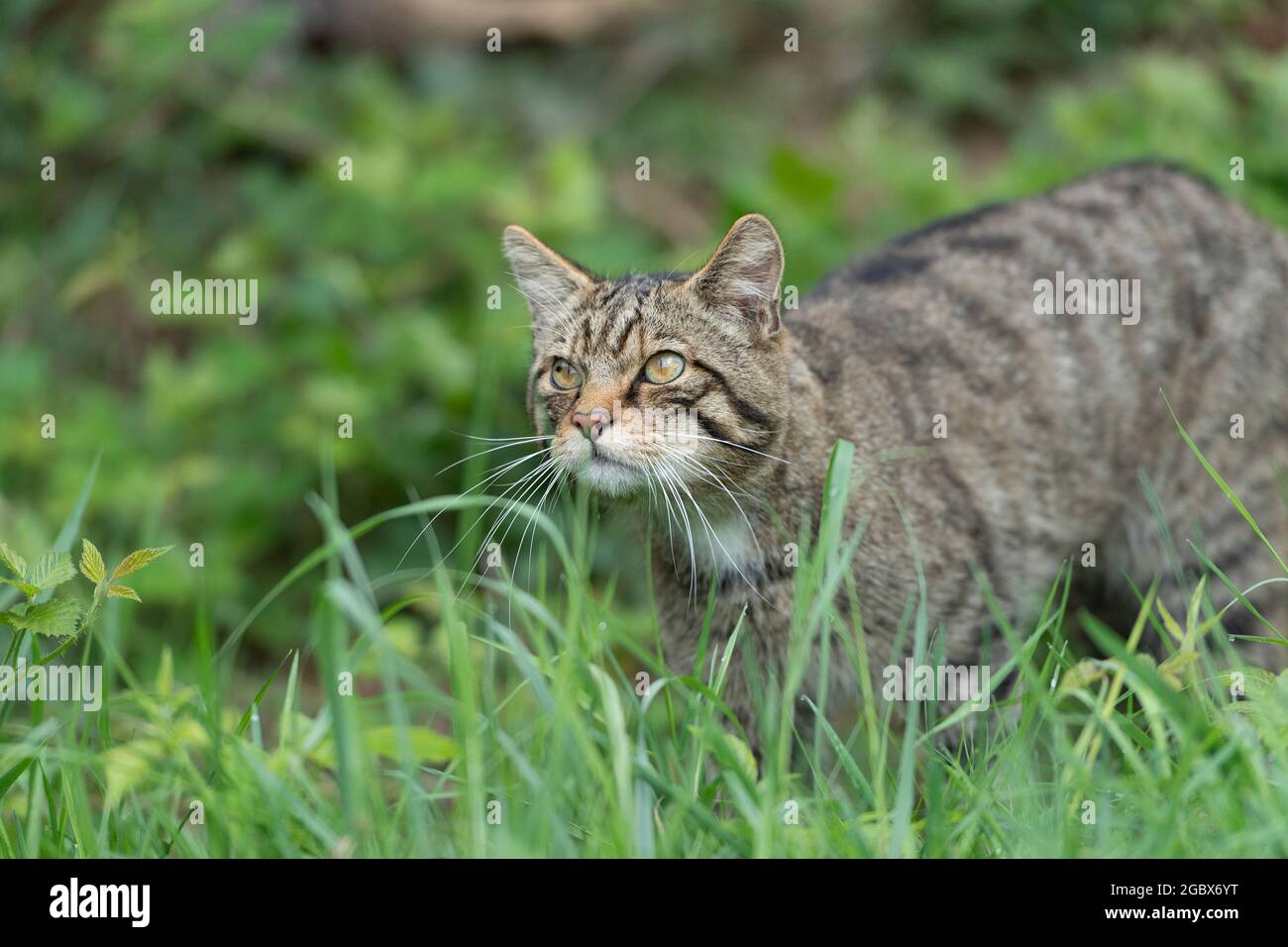 Schottische Wildkatze Stockfoto