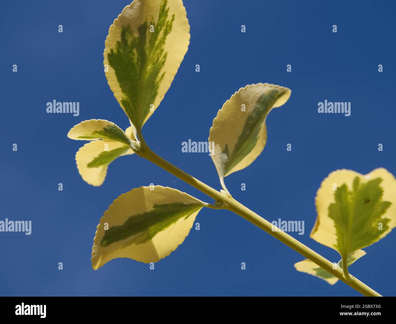Blauer Himmel Kontrast mit gelbem Blatt Stockfoto