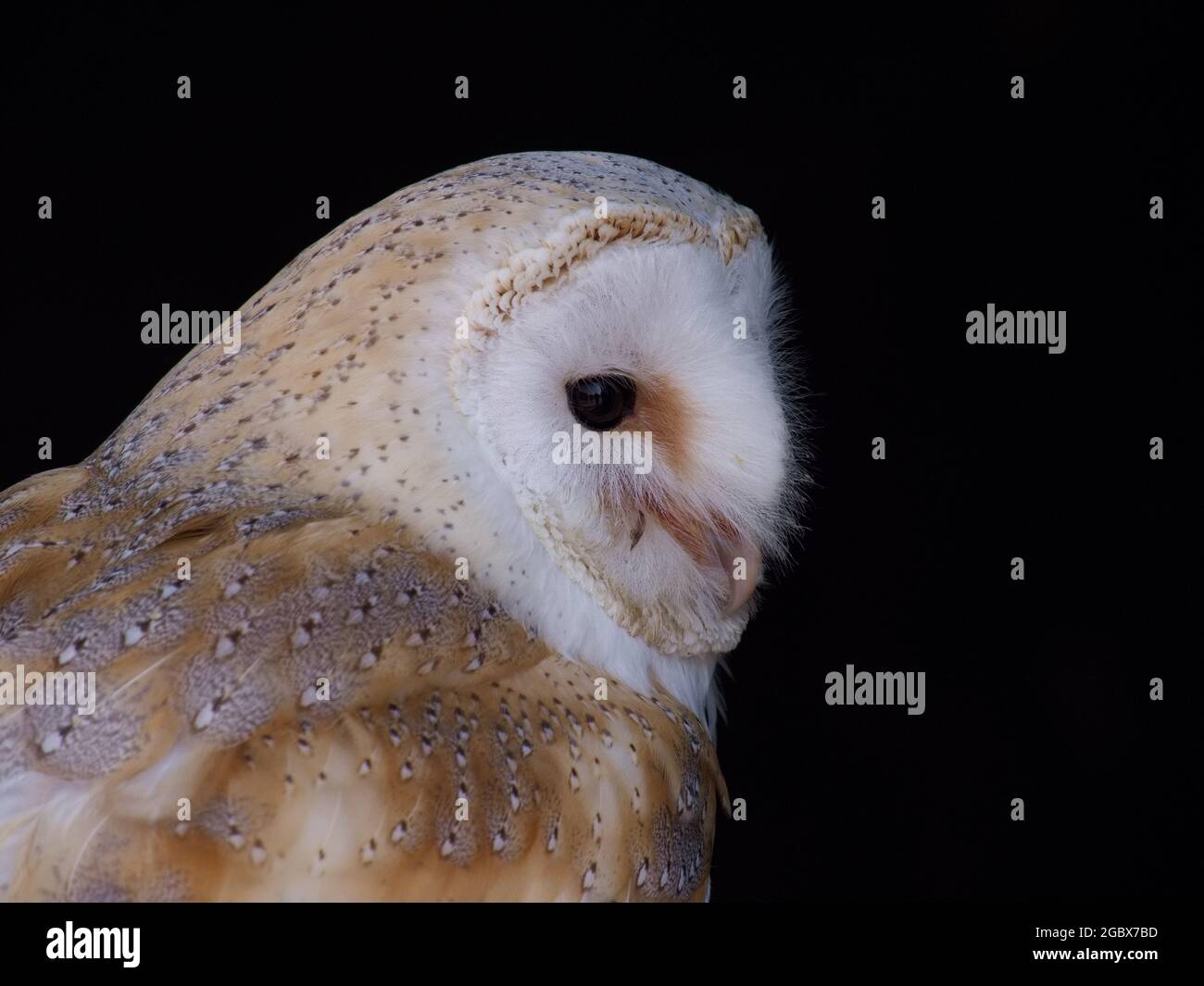Schleiereule-Kopfschuss Stockfoto