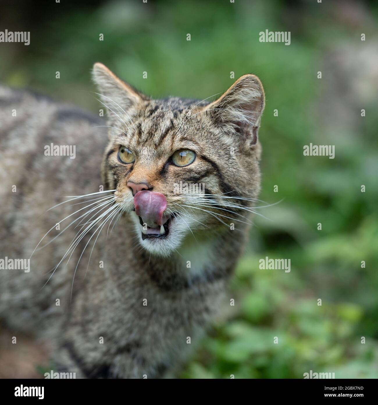 Schottische Wildkatze Stockfoto