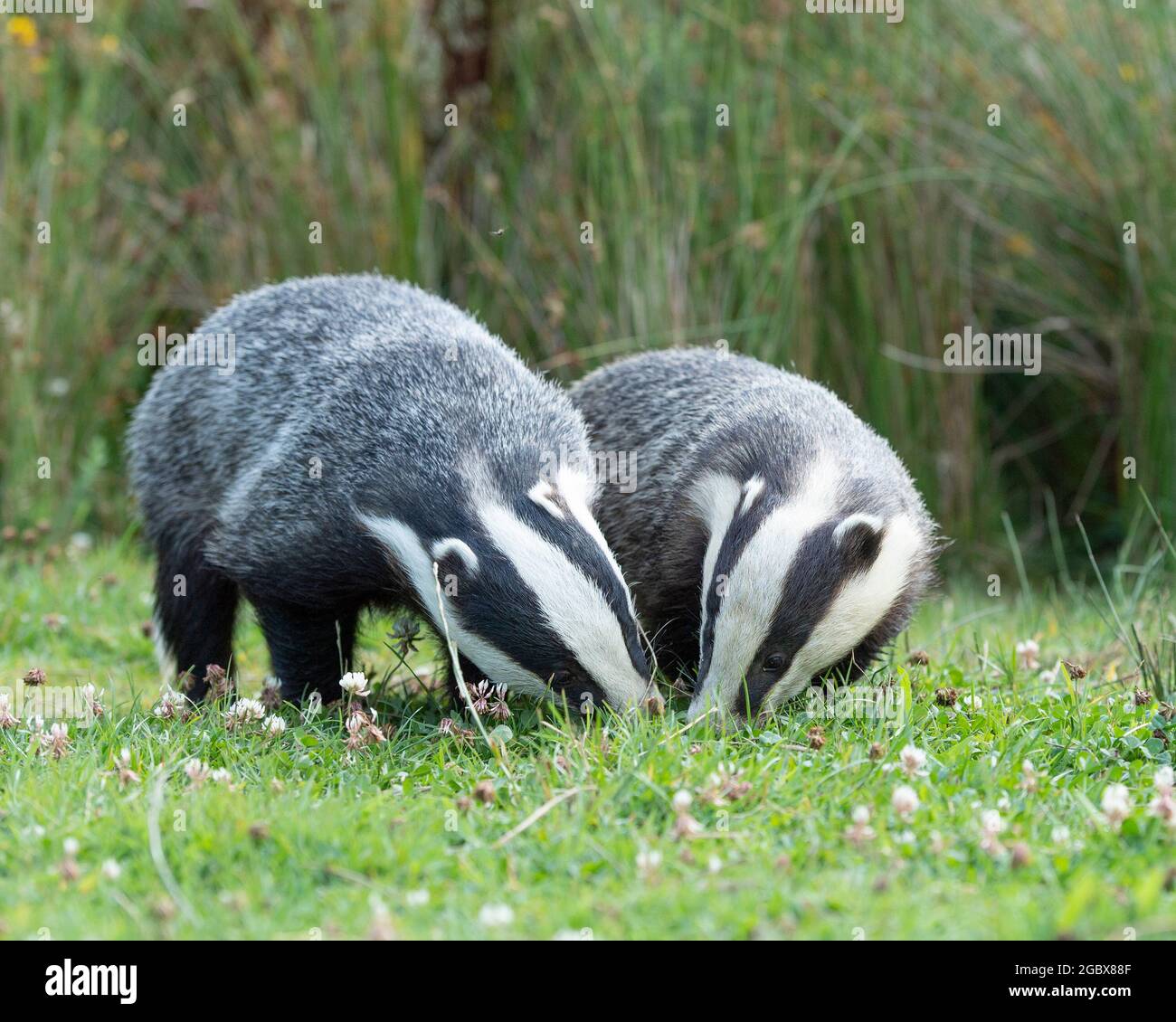 Dachs, meles meles Stockfoto