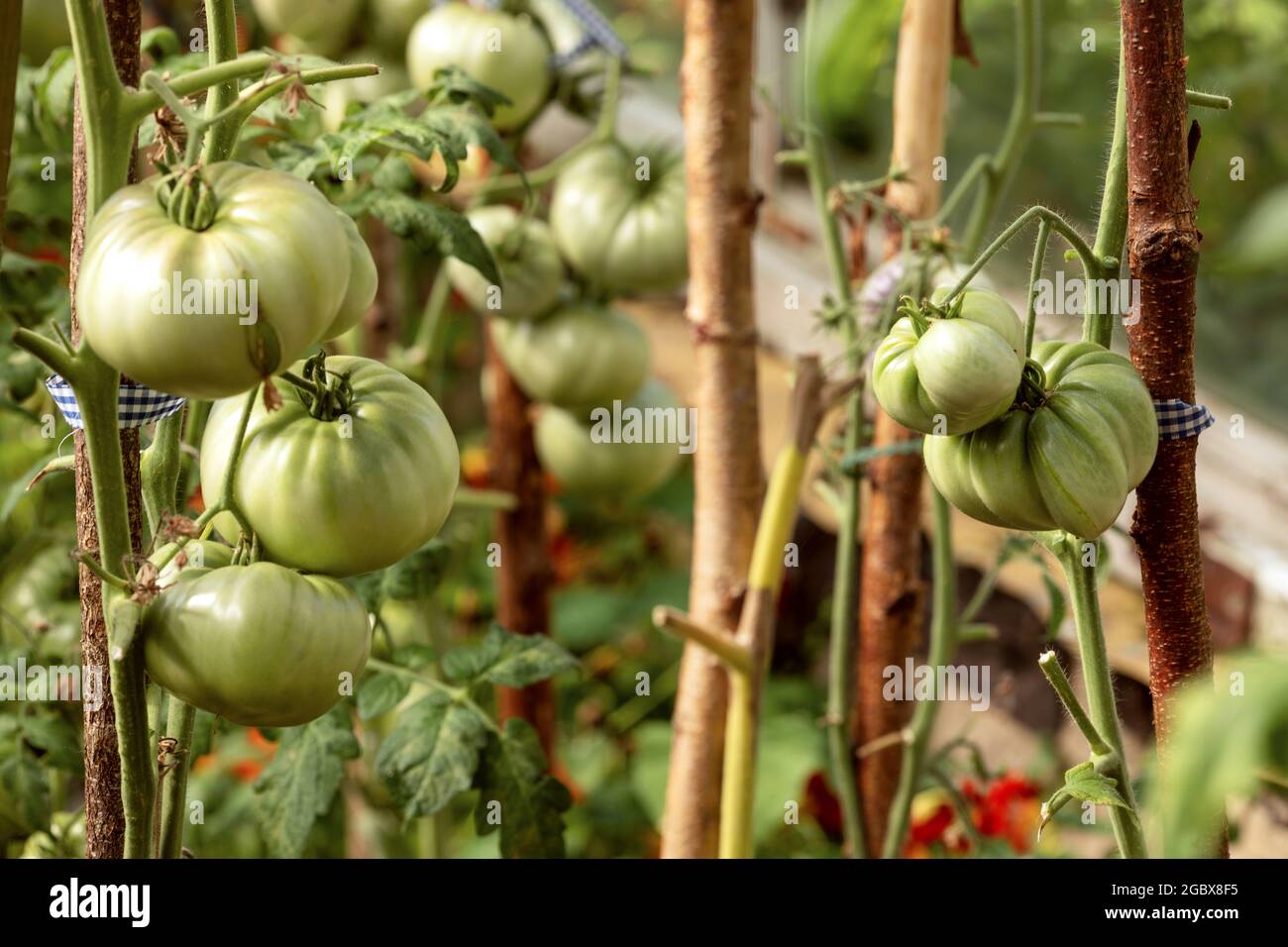 Zweig mit frischen grünen Tomaten, die in einem biologischen Gewächshausgarten wachsen Stockfoto