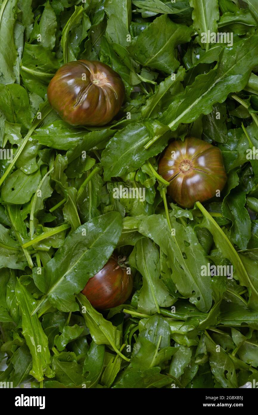 Frischer Bio-Sauerampfer Blätter Muster Hintergrund für Salat oder Suppe. Stockfoto