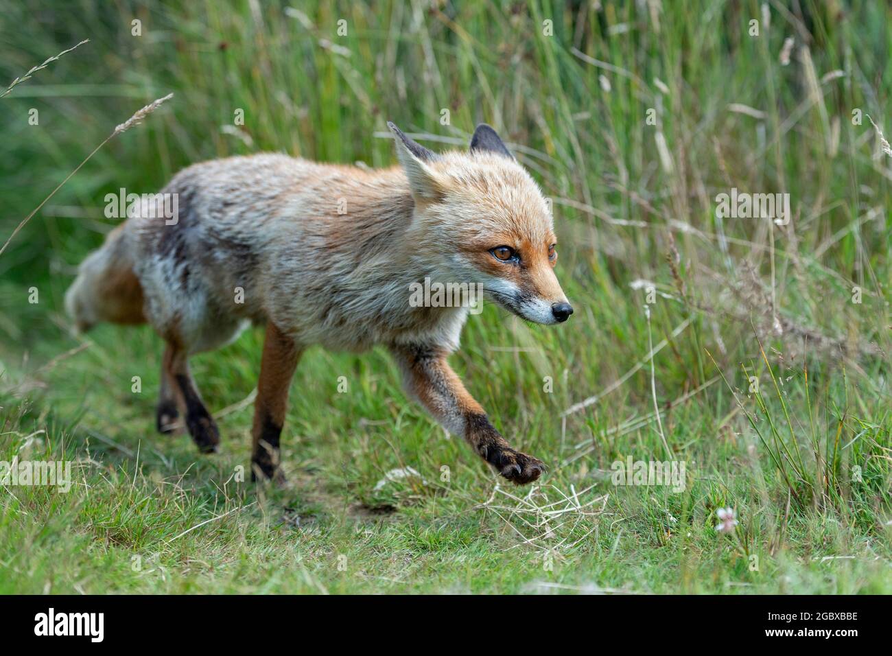 Red Fox (Vulpes vulpes) Stockfoto