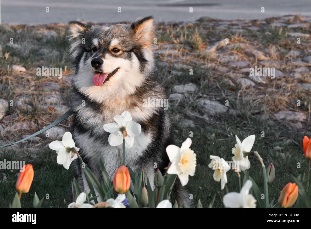 Porträt eines jungen finnischen Lapphund-Hundes, der im Frühling unter Blumen sitzt Stockfoto