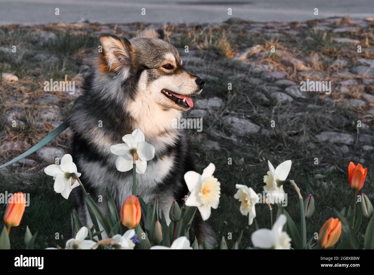 Porträt eines jungen finnischen Lapphund-Hundes, der im Frühling unter Blumen sitzt Stockfoto