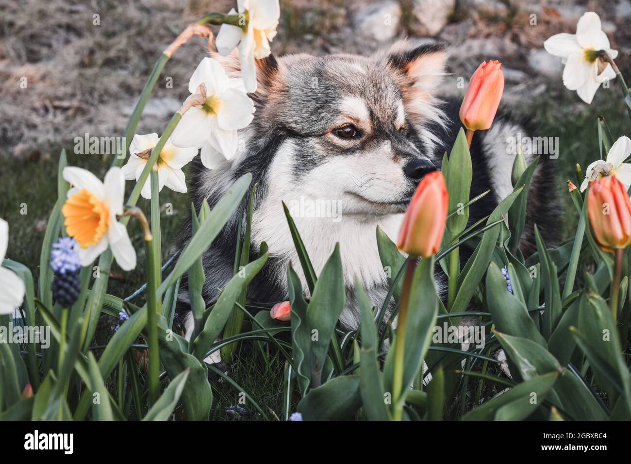 Porträt eines jungen finnischen Lapphund-Hundes, der im Frühling unter Blumen sitzt Stockfoto