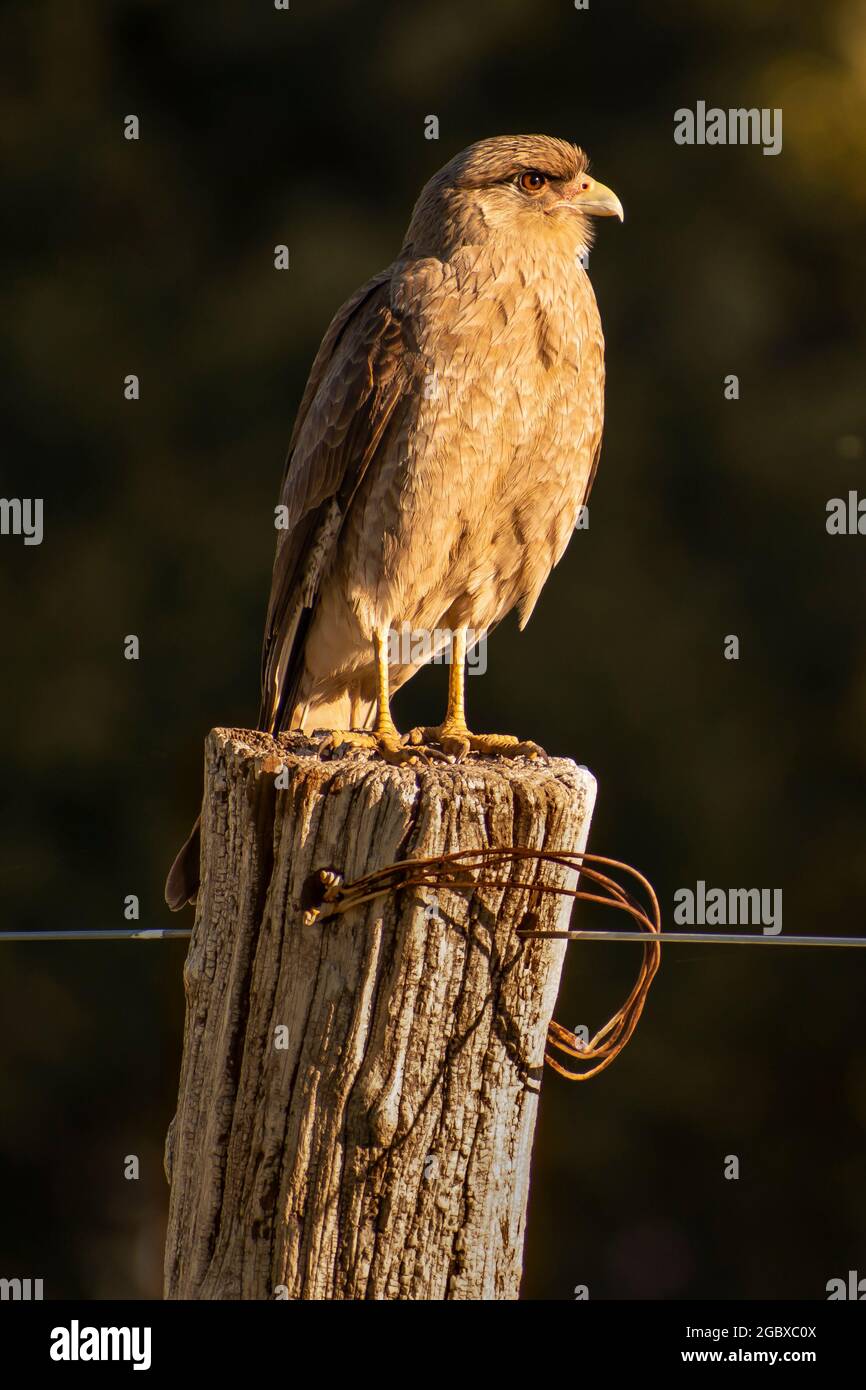 Greifvögel stehen auf einem Holzstock und schauen nach rechts. Aguilucho, Geranoaetus polyosoma, Adler, kleiner Adler Stockfoto