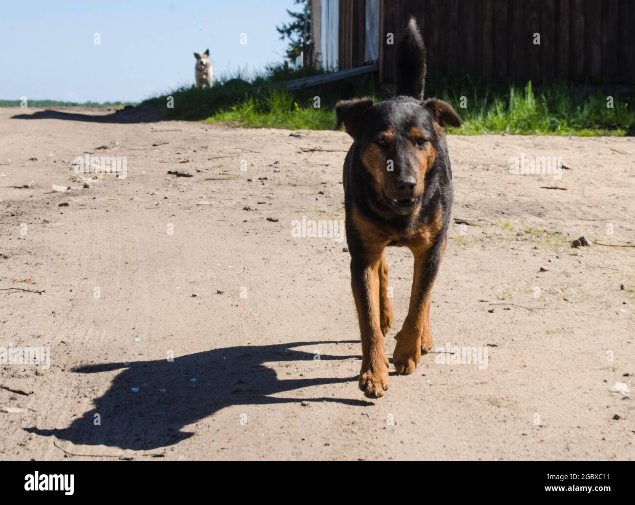 Der dunkle Hund rennt die Straße hinunter Stockfoto